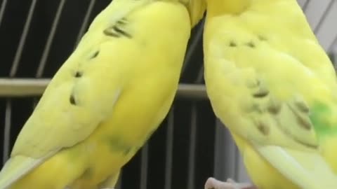 Cute_Parrot🦜 Kissing_Short_Video