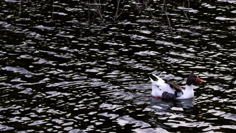 Lake Water And Animal Ducks