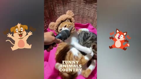Funny animals country