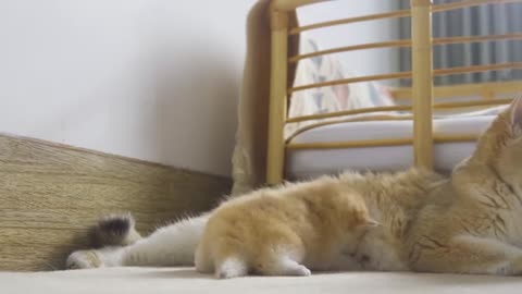 Tinny kitten pudding is crying to find mother cat