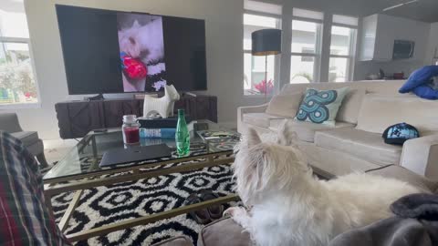 Brooksley the Westie watches herself on TV