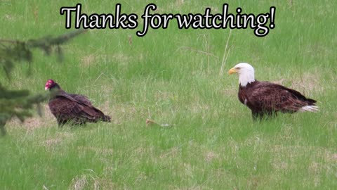 Bald Eagle and Turkey Vulture Sharing a Meal