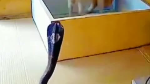 Snake vs CAT wait for end 😮😮