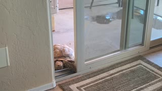 Tortoise Sneaks in Through Sliding Door