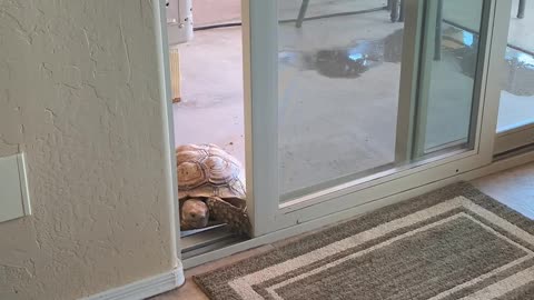 Tortoise Sneaks in Through Sliding Door