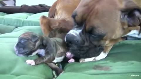 Dog Has Amazing Birth While Standing!!