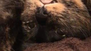 Calico cat sleeps upside down and with his eyes open