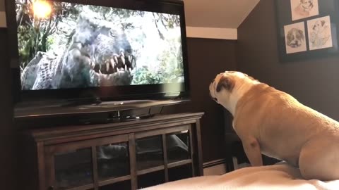 Bulldog Has Incredible Reaction To Actress In Trouble