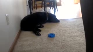 Singing Dog And His Favorite Song