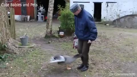 Funny animals video 🤣🤣