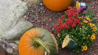 Dog vs pumpkin