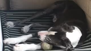 Dog playing with ball