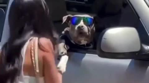 Stylish dog with glasses rides in the car.