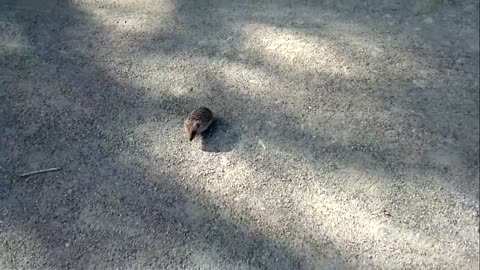 Cute Hedgehog baby playing