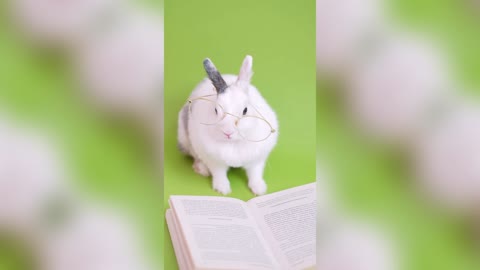 Cute Bunny read his storybook 🐰