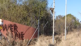 Clever baboons breaking into fence wired camp