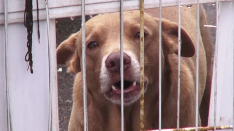 Dog Barking Behind Gate