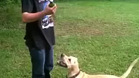 Dog that seeks beer
