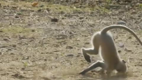Funniest Monkey - cute and funny monkey videos