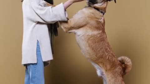 Smart Dog Training videos