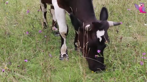 the cow goes moo and sits in a field :D