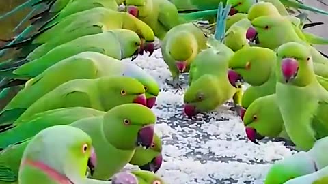 The group of parrot #99