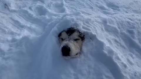 Play in the snow