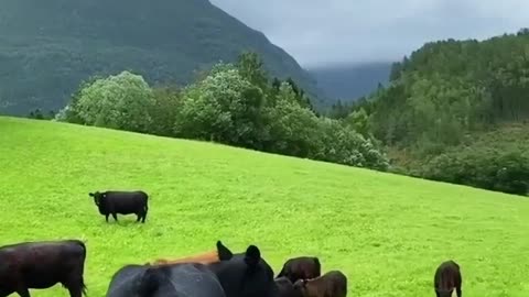 A beautiful view of an animals in a Swiss pasture