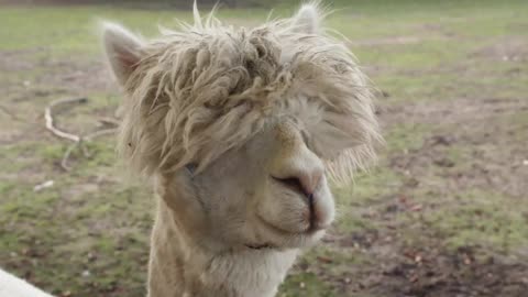 Camel Baby Video / Baby Camel's Very First Moments / Camel / Funny And Cute video/ video for kids