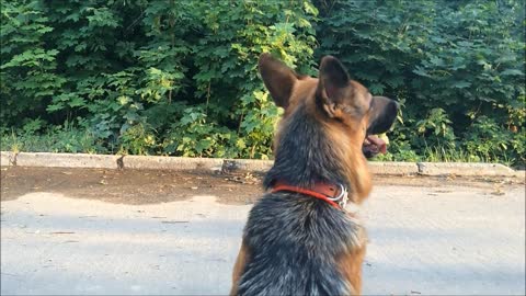 German Shepherd Oliris Land Almeranna (tricks)