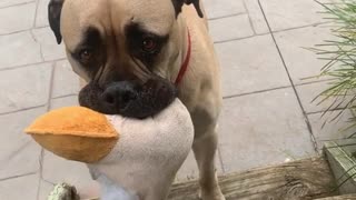 Sad Dog Upset After Destroying Favorite Toy