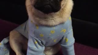 Sophisticated pug gets sick of wearing her glasses!