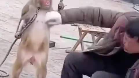 monkey has had enough and swipes at his owner with knife
