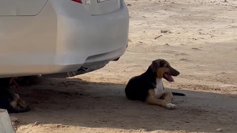 Dog protects from the scorching sun