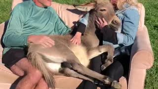 Donkey Lulled by an Afternoon Lullaby
