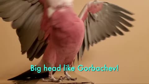 COCKATOO RANTS FOR 3 MINUTES STRAIGHT_ SAYS HE_S P