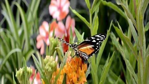 Stunning footage of colorful Butterfly enjoying in backyard flowers| must see these wildcreatures