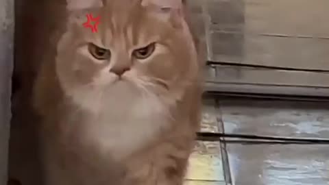 Beware of Angry Cat😠😾💢 !!!!!!!