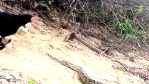 Mother chicken is caught by python trying to protect baby