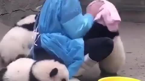 Cute baby panda fighting for a bath