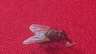 House fly eating
