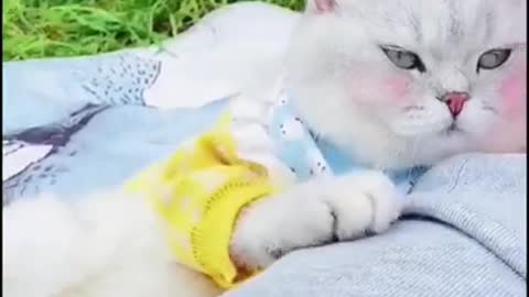 white cat having a hair cut