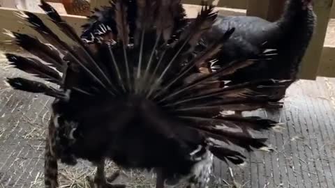 A SOAKING WET TURKEY!