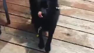 Black dog gets really close and personally with camera