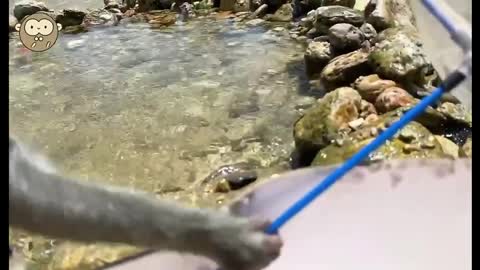 Little monkey makes foam boat to eat fruit