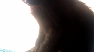 Black cat Vasya.