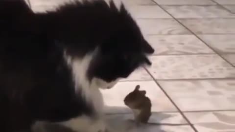 Real Tom and Jerry