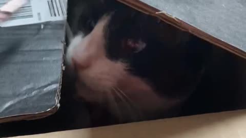 Funny cat attacks from box