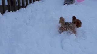 Doggies Chase Balloon Around Snow Filled Backyard
