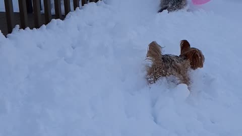 Doggies Chase Balloon Around Snow Filled Backyard